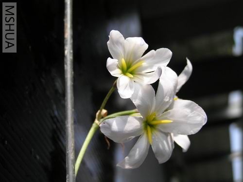 Leucocoryne pauciflora004.JPG